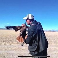 berkut_falconer