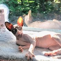 pollygoat