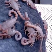 0166545o8e87336362o1