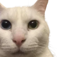 original sound - gato_edit3