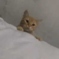 original sound - lcaxtol08