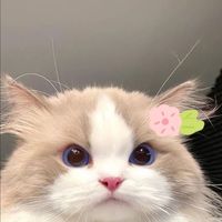 fd.llyy