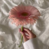 sanzflower0