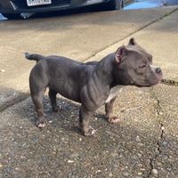 highstandard_bullies