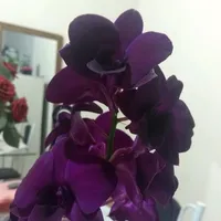 original sound - dyg32205iqaj