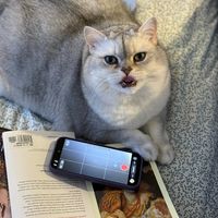 mishabritishshorthair