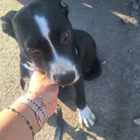 original sound - limberchura8