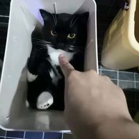 just.ur.average.joe1