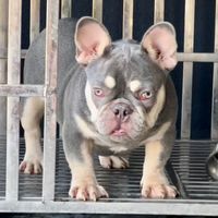 east_coast_kennel