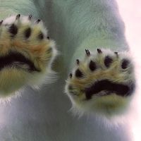 original sound - internet collection