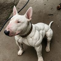 chico_neema