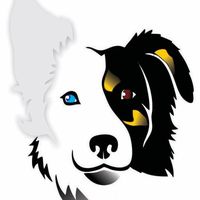 balu__bordercollie
