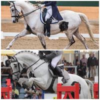 grandprixreiter