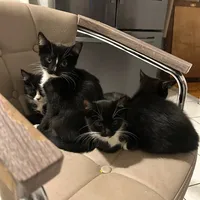 original sound - leonsforlife