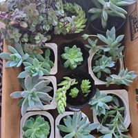 as.succulent_plants