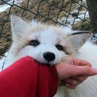snowy.symx2