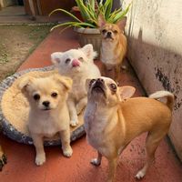 arya_onix_oliver_nymeria