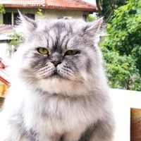 fluffy_thepersiancat