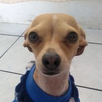 max_bao2