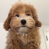 baileyteddybear