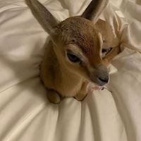 bunnyspitt225