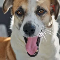 original sound - micubisica