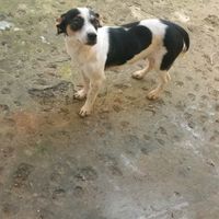 ayallaoliveiradacosta