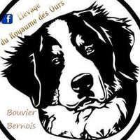 du.royaume.des.ours