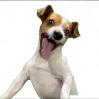 original sound - Dog Reacts