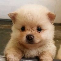 perritaginger_mismanitos