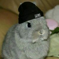 sxvvy_