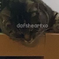 dafsheartxo