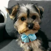 original sound - odieyorkie_22