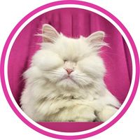 moetblindcat