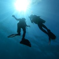 suara asli - Hiu.Geprek