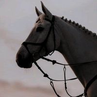 xxhorsesx_