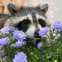 r4ccoon2