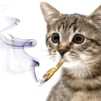 original sound - amaliaxanaxxx