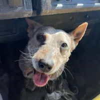 original sound - .3blueheelers