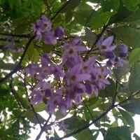 original sound - merino.merino69