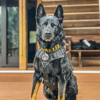 k9_mattis