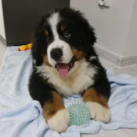 original sound - browniebernesedog