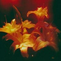 glowinqamber15