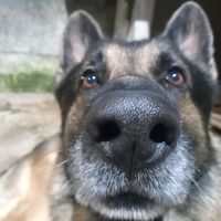 max_pastoralemao
