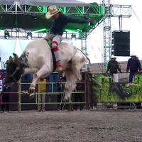 redbulldejalisco