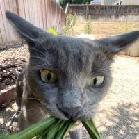 DIMA BAIDY COCO JAMBOO MYLANCORE