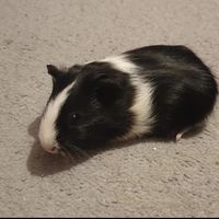 maisie.moo9