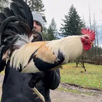 original sound - giro_gonzalez_gf