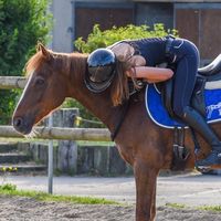 jp.dressage