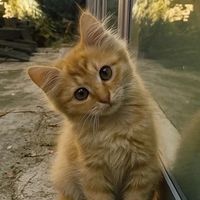 caught.cats